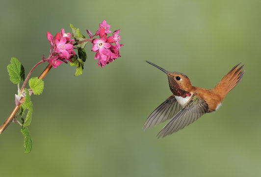 Male Rufous Hummingbird (Selasphorus rufus) feeding on the nectar of a flower.