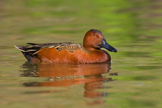 Cinnamon Teal (Anas cyanoptera) swimming in Estero Llano Grande State Park in Texas, USA
