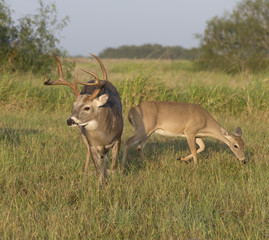 Obraz na płótnie Canvas White-tailed Deer Buck in Southern Texas