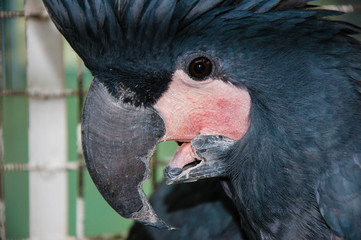 Portrait of black cockatoo
