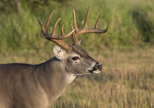 White-tailed Deer Buck In Southern Texas