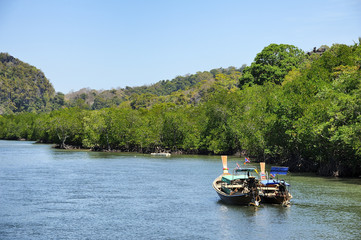 Naklejka premium Mangrove forest : Thailand