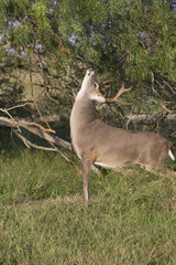 White-tailed Deer Buck in Southern Texas