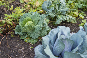 Fresh kitchen cabbage in the garden.