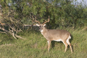 White-tailed Deer Buck in Southern Texas