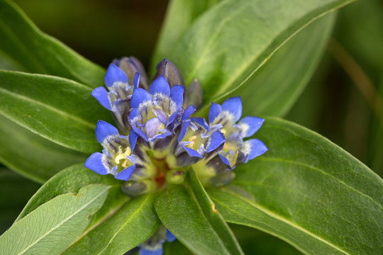 Macrophotographie d'une fleur sauvage: Gentiane croisette (Gentiana cruciata)