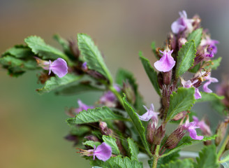 Macrophotographie d'une fleur sauvage: Germandree petit chene (Teucrium chamaedrys)