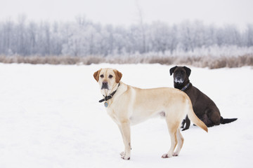 Two Labrador Retrievers on a snowy winter day.  Assiniboine Forest, Winnipeg, Manitoba, Canada.