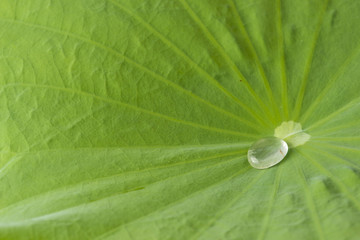 close up of Drop water on the Lotus leaf