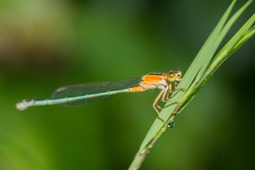 Damselfly (Wandering wisp female)