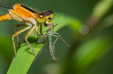 eating another insect, probably a baby damselfly.