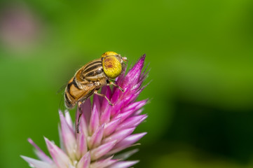 Hover fly ( Eristalinus species Syrphidae ) perched on a pink wild flower