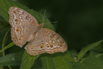 Grey Pansy butterfly (Junonia atlites) perched on a green leaf 