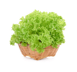 green oak lettuce in wood basket isolated on white