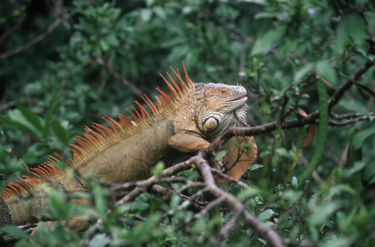 Costa Rica, Green iguana (Iguana iguana) in trees at Muelle