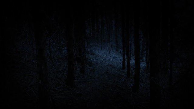 Walking Through Creepy Woods In The Dark