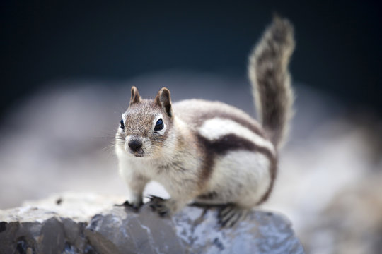 Golden-mantled ground squirrel, Callospermophilus lateralis, Sulphur Skyline Trail, Miette Hotsprings, Jasper National Park, Alberta, Canada.