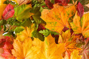 Beautiful colorful fresh autumn maple leaves. Autumn background.