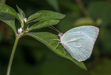 Mottled Emigrant butterfly perched on a green leaf