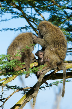 Olive baboons (papio anubis) grooming each other, Kenya, East Africa