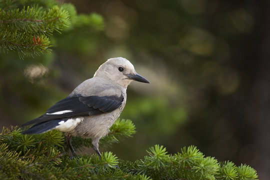 Clark&acute;s nutcracker (Nucifraga columbiana), Jasper National Park, Alberta, Canada