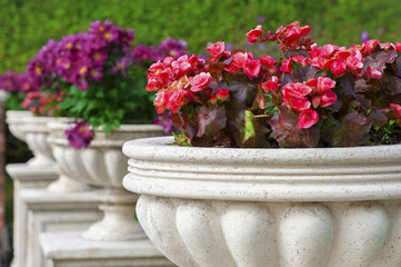 Flower pot in ornamental Garden