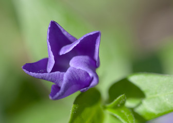 Macrophotographie d'une fleur sauvage: Grande pervenche (Vinca major)