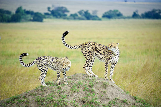 Mother cheetah (Acinonyx jubatus) and yearling offspring hunting from a termite mound, Masai Mara Game Reserve, Kenya, East Africa