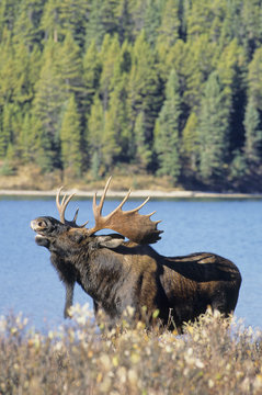 Moose (Alces alces) Male preforming a lip curl or flemen, Jasper National Park, Alberta, Canada.