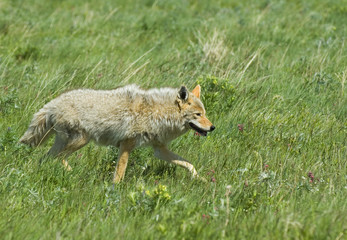 Adult coyote (Canis latrans) hunting on prairie grasslands, Waterton Lakes National Park, Alberta, Canada. The best runner among the canids the coyote can leap 14 feet (4.26 meters) and cruises normally at 25 to 30 miles per hour (40.23 to 48.28 kilometers per hour). The coyote travels with its tail down unlike wolves which run with tail horizontal. In feeding the coyote is a versatile carnivore and will eat whatever small mammals it comes across. To bring down larger prey the coyote may combine efforts with 1 or 2 others.