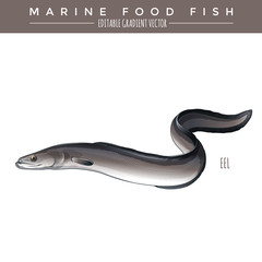 Eel. Marine Food Fish