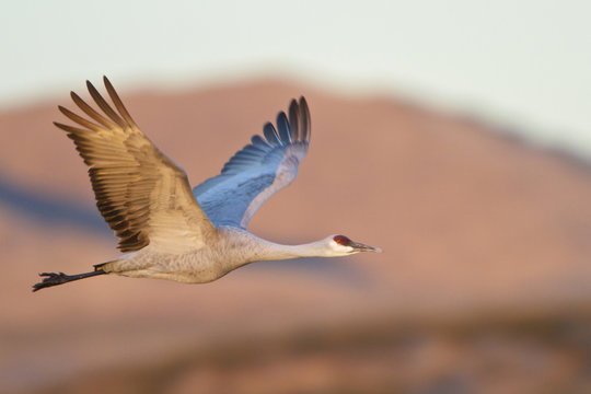 Sandhill Crane (Grus canadensis) flying at the Bosque del Apache wildlife refuge near Socorro, New Mexico, United States of America.