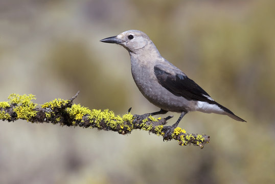 Clark's Nutcracker (Nucifraga columbiana)  Vancouver Island, British Columbia, Canada.
