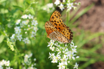 Obraz premium ニラの花の蜜を吸うツマグロヒョウモンのオス