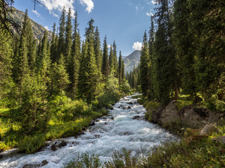 Mountain river with spruce trees