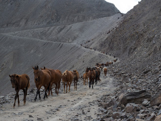 Horses crossing the mountain pass