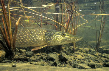 Northern pike (Esox lucius) basking in the warm shallows of a northern lake, Canada.