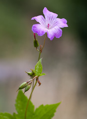 Macrophotographie d'une fleur sauvage: Geranium noueux (Geranium nodosum)