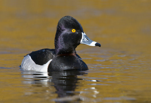 Male Ring-necked duck (Aythya collaris) at Kings Pond, Victoria, Vancouver Island, British Columbia, Canada