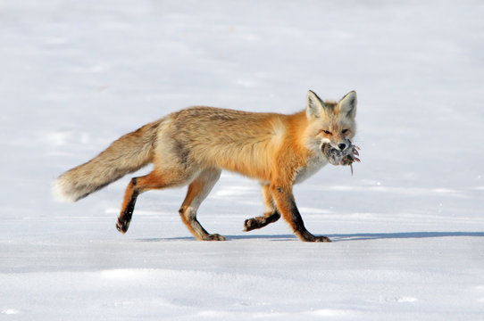 Red Fox (Vulpes vulpes) and northern pocket gopher near Saskatoon, Saskatchewan
