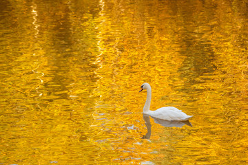 Осенний пруд с лебедем