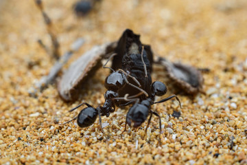 big black ants macro photography 