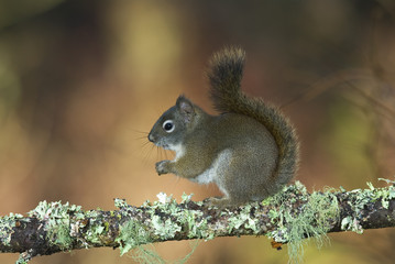 Red Squirrel, Canada