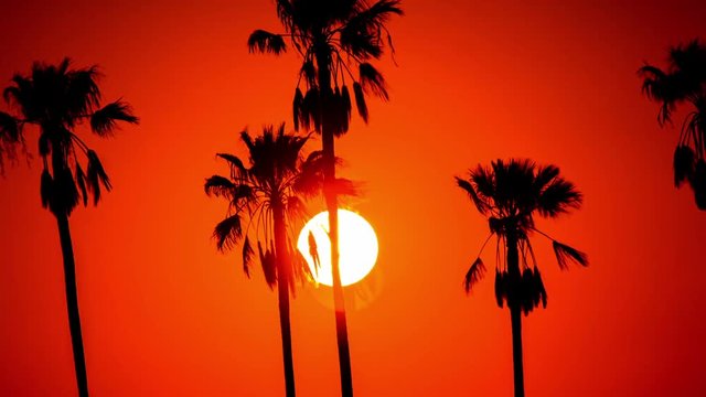 Time Lapse - Beautiful Sunset Through Palm Trees