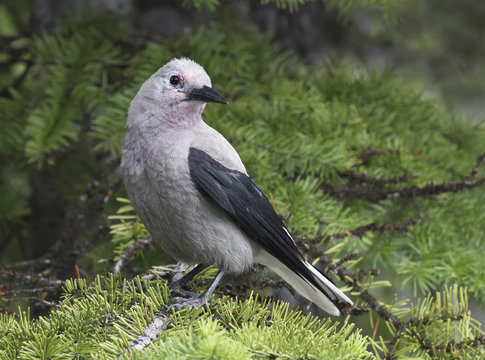 A Clark's Nutcracker, Nucifraga columbiana, perched in a tree at Jasper provincial Park, Alberta