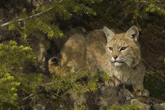 Bobcat (Felis rufus) in mountain forest, Montana, USA.