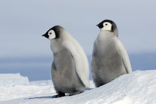 Young emperor penguin (Aptenoytes forsteri) chicks, Snow Hill Island, Weddell Sea, Antarctica