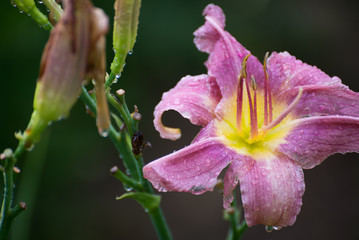 Beautiful lilac daylily in water drops after rain