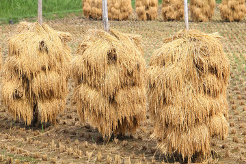 稲の杭掛け