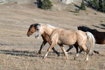 Wild Horse Palomino and Bay studs walking together on Sykes Ridge in the Pryor Mountain Wild Horse...